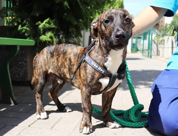 Znaleziono psa, Łódź, 9 lipca 2024 (3/5)