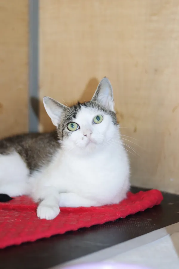 Kot do adopcji, Dłużyna Górna, 11 lipca 2024 (2/3)