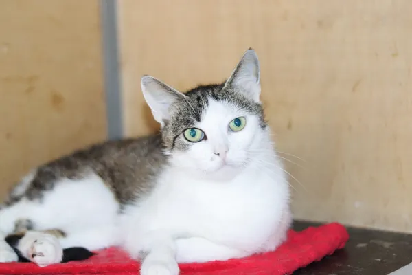 Kot do adopcji, Dłużyna Górna, 11 lipca 2024 (3/3)