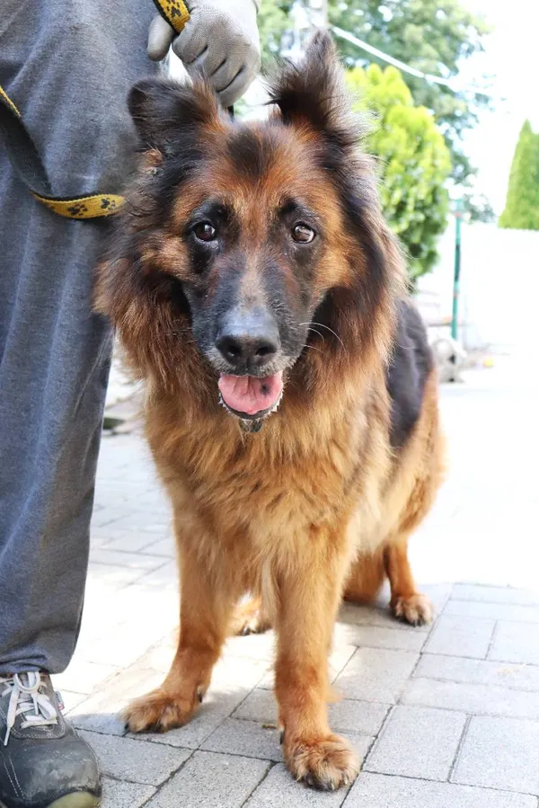 Znaleziono psa, Łódź, 9 lipca 2024 (1/2)