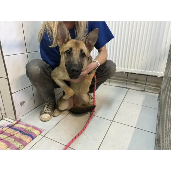 Znaleziono psa, Białystok, 10 lipca 2024