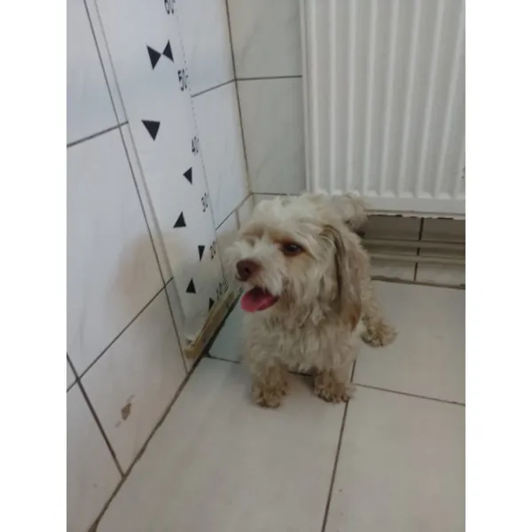 Znaleziono psa, Białystok, 11 lipca 2024