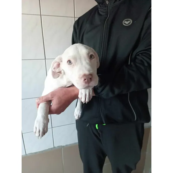 Znaleziono psa, Białystok, 11 czerwca 2024