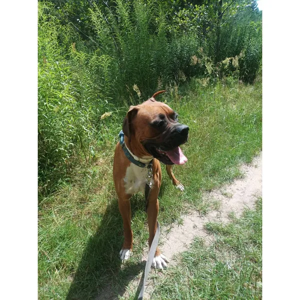 Znaleziono psa, Białystok, 23 czerwca 2024 (2/3)