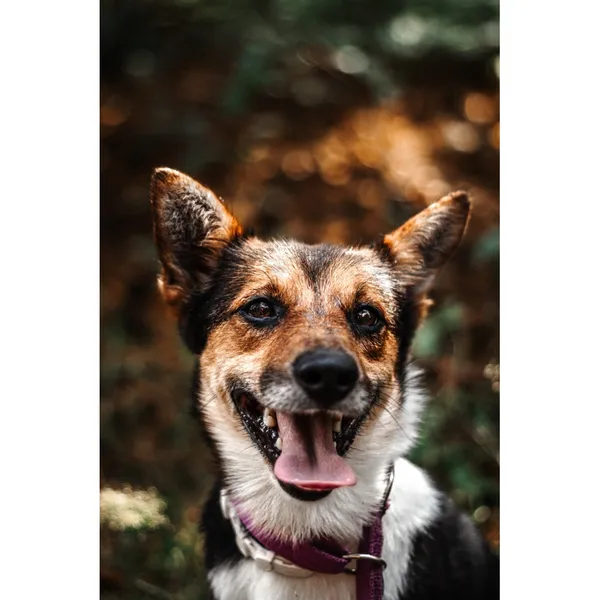 Znaleziono psa, Białystok, 22 czerwca 2024 (5/5)