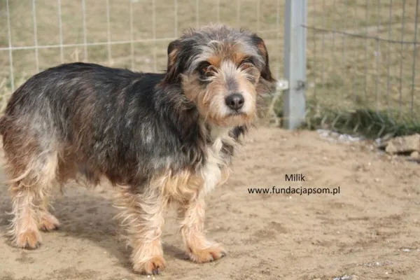 Pies do adopcji, Nowy Dwór Mazowiecki, 10 lipca 2024 (1/5)