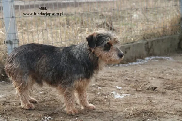 Pies do adopcji, Nowy Dwór Mazowiecki, 10 lipca 2024 (3/5)