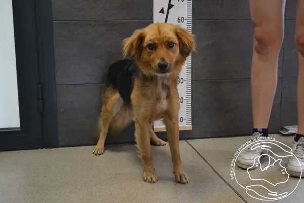 Znaleziono psa, Chełmek, 10 lipca 2024