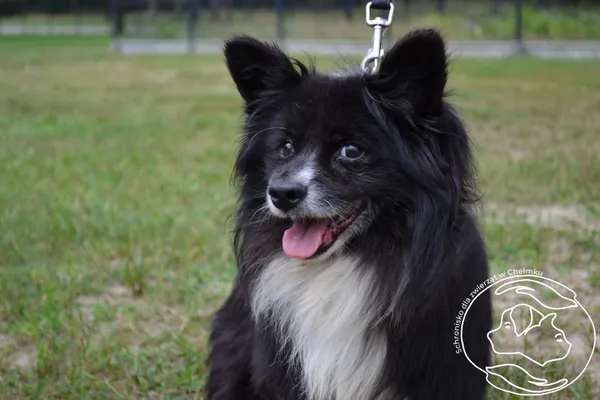 Znaleziono psa, Chełmek, 25 czerwca 2024