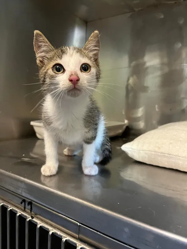 Kot do adopcji, Włocławek, 11 lipca 2024 (2/2)