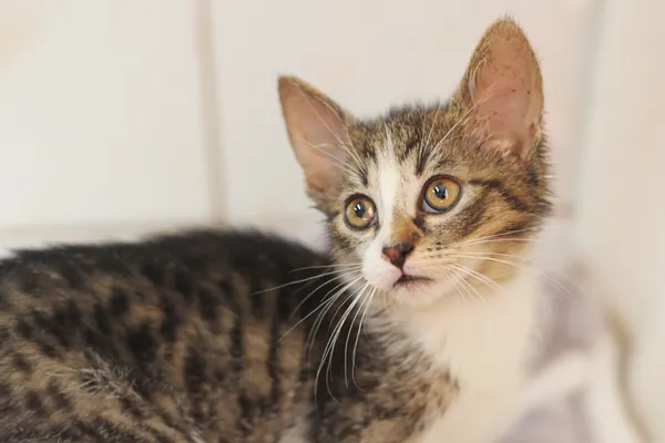 Znaleziono kota, Sosnowiec, 10 lipca 2024 (3/3)