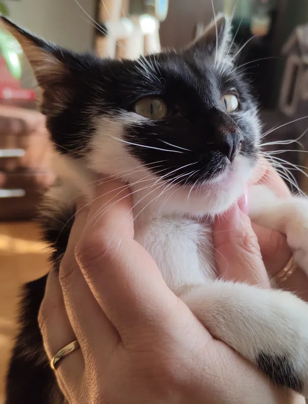 Znaleziono kota, Pińczów, 12 lipca 2024 (1/2)