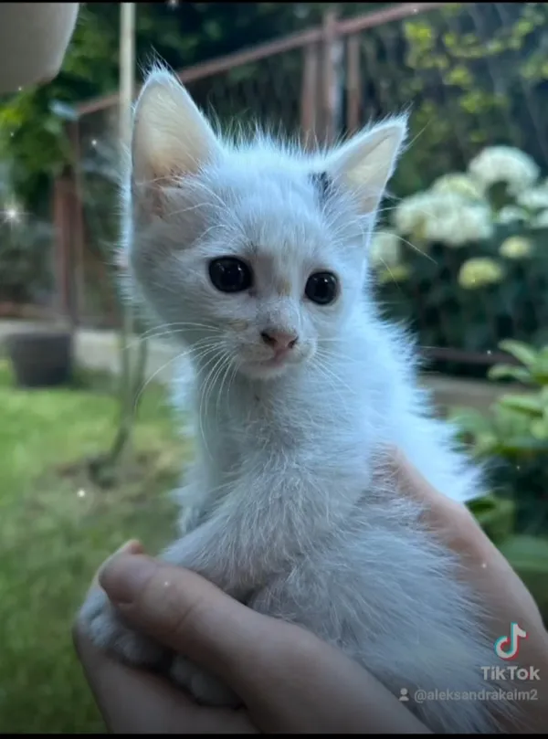 Kot do adopcji, Radom, 11 lipca 2024 (2/5)