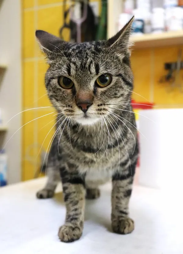 Znaleziono kota, Łódź, 8 lipca 2024 (2/3)