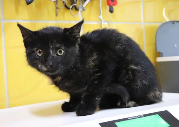 Znaleziono kota, Łódź, 12 lipca 2024 (1/5)