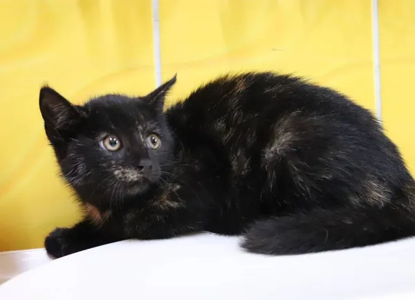 Znaleziono kota, Łódź, 12 lipca 2024 (2/5)