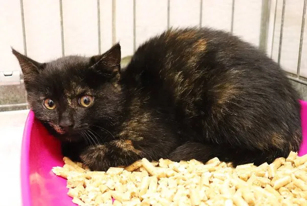 Znaleziono kota, Łódź, 12 lipca 2024 (3/5)