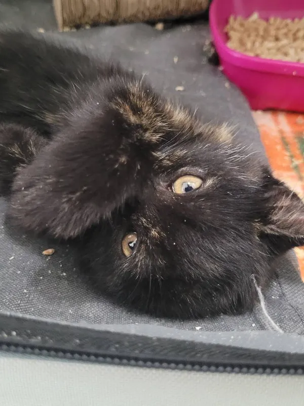 Znaleziono kota, Łódź, 12 lipca 2024 (4/5)