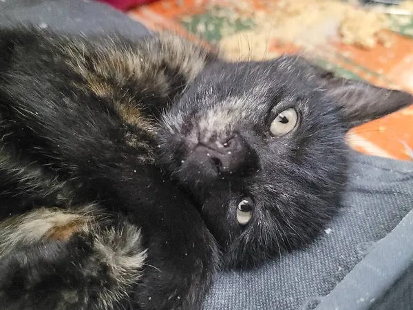 Znaleziono kota, Łódź, 12 lipca 2024 (5/5)