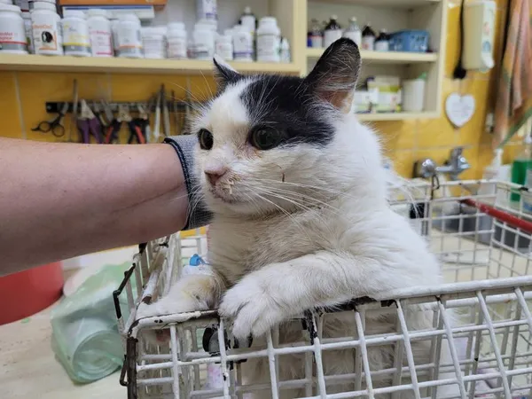 Znaleziono kota, Łódź, 12 lipca 2024