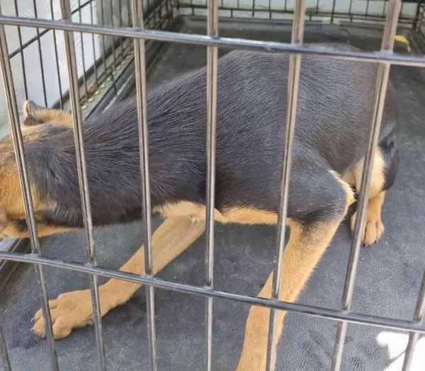 Znaleziono psa, Radom, 12 lipca 2024