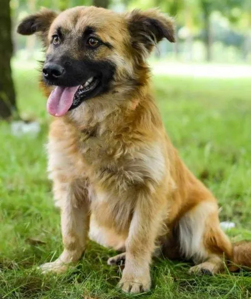 Znaleziono psa, Radom, 11 lipca 2024