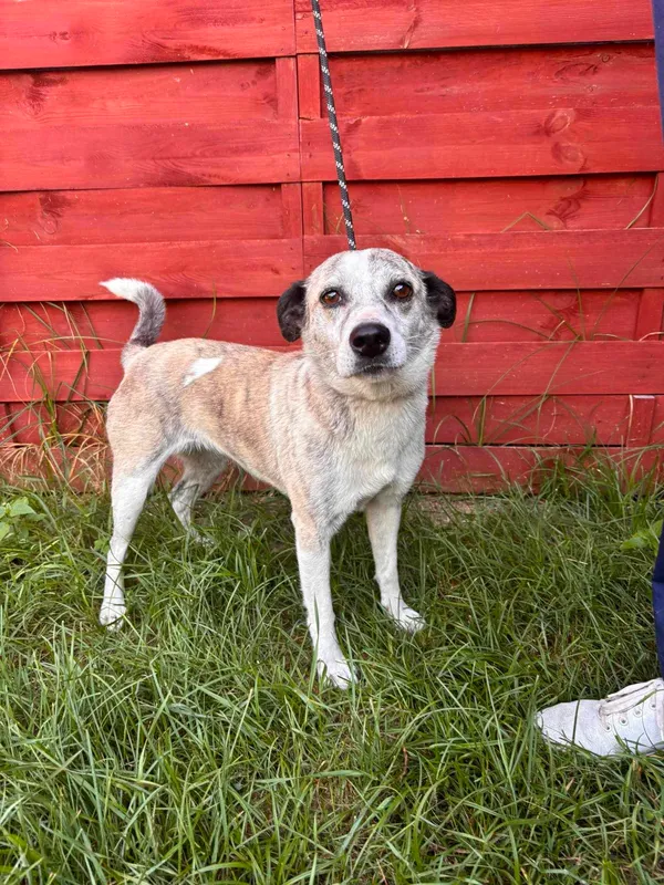 Znaleziono psa, Czartki, 12 lipca 2024