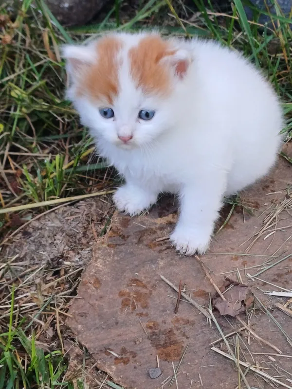Zaginął kot, Zaborów, 12 lipca 2024 (1/2)