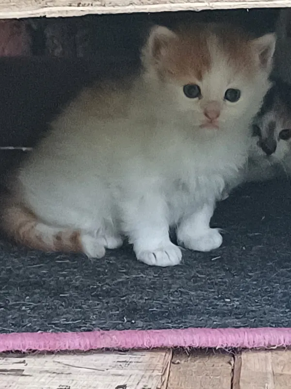 Zaginął kot, Zaborów, 12 lipca 2024 (2/2)