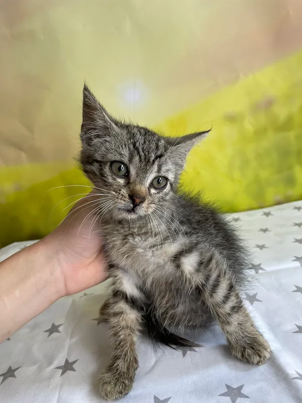 Kot do adopcji, Kielce, 12 lipca 2024