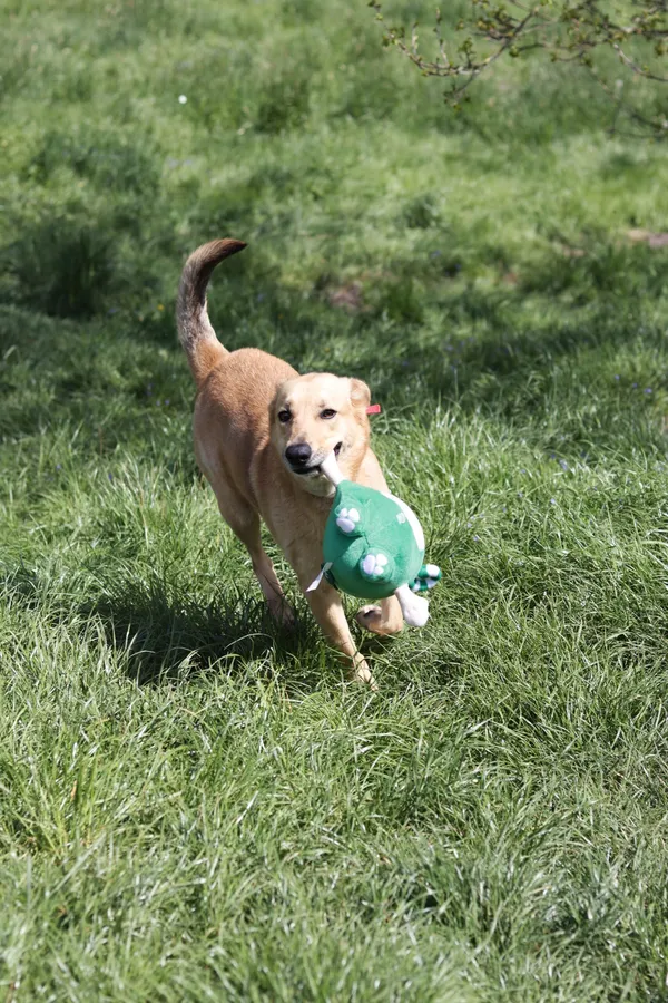 Pies do adopcji, Dłużyna Górna, 12 lipca 2024 (3/4)