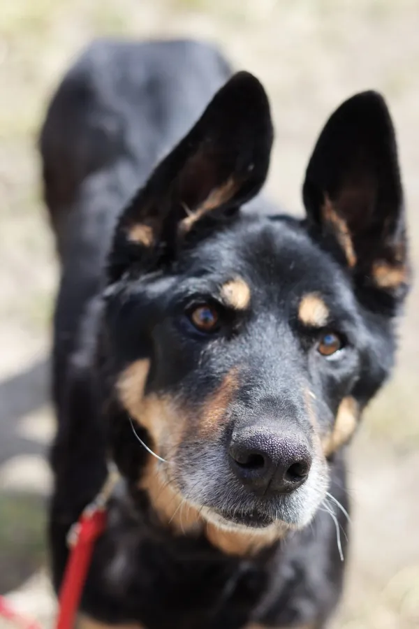 Pies do adopcji, Dłużyna Górna, 12 lipca 2024 (1/5)