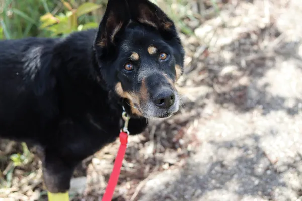 Pies do adopcji, Dłużyna Górna, 12 lipca 2024 (2/5)