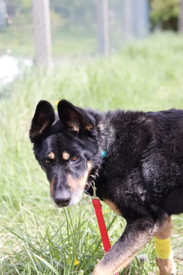 Pies do adopcji, Dłużyna Górna, 12 lipca 2024 (3/5)