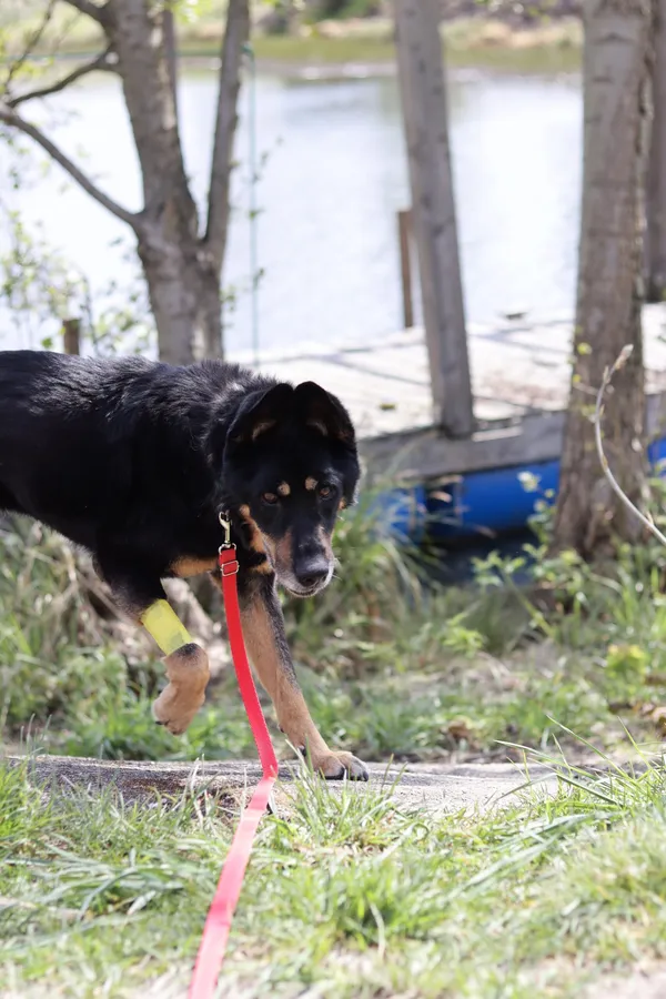 Pies do adopcji, Dłużyna Górna, 12 lipca 2024 (4/5)