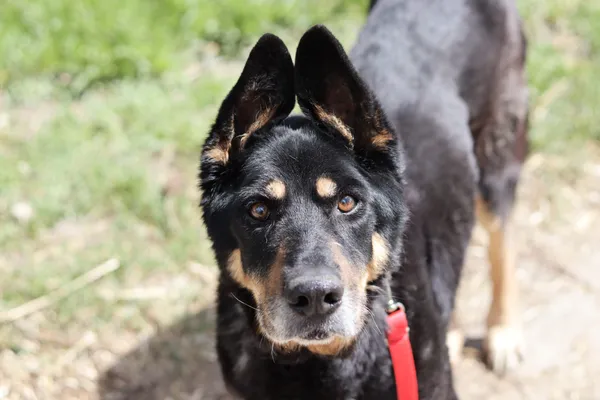 Pies do adopcji, Dłużyna Górna, 12 lipca 2024 (5/5)