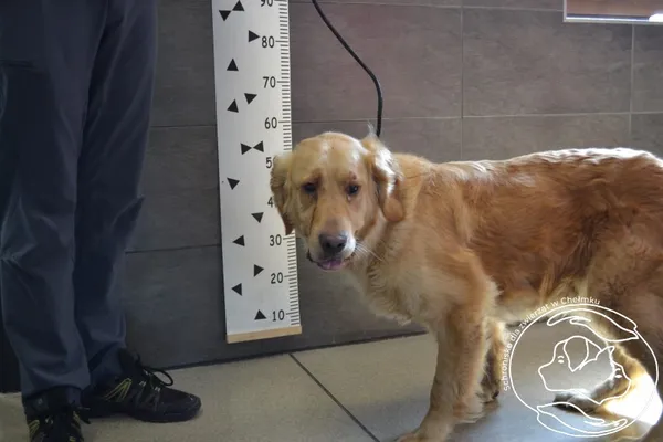 Znaleziono psa, Chełmek, 12 lipca 2024