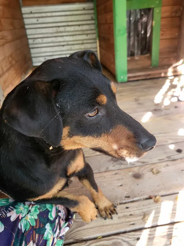 Pies do adopcji, Orzechowce, 12 lipca 2024 (2/2)