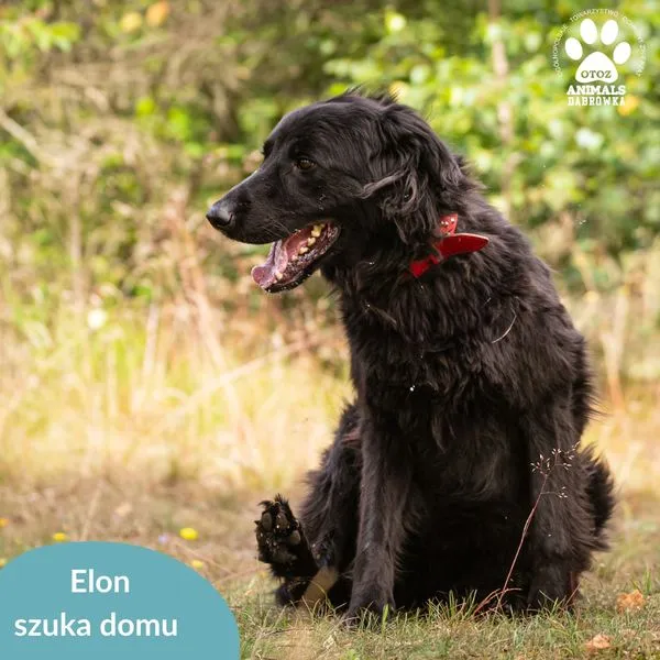 Pies do adopcji, Dąbrówka, 12 lipca 2024 (3/5)