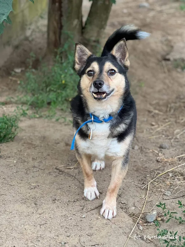 Pies do adopcji, Bydgoszcz, 6 lipca 2025 (2/5)