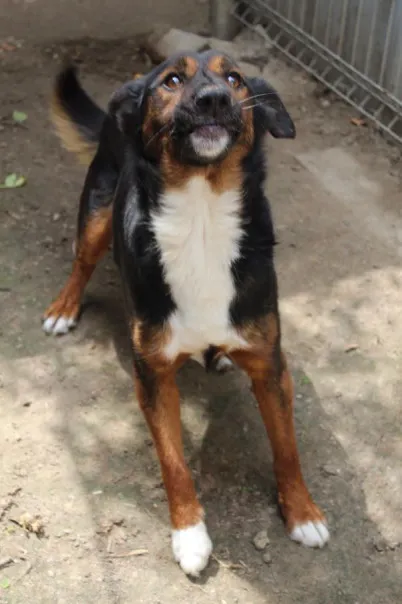 Pies do adopcji, Bełchatów, 30 grudnia 2023 (3/5)