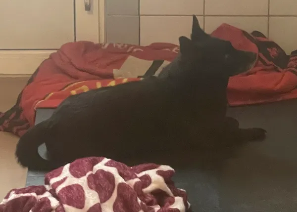 Znaleziono psa, Lublin, 10 lipca 2024