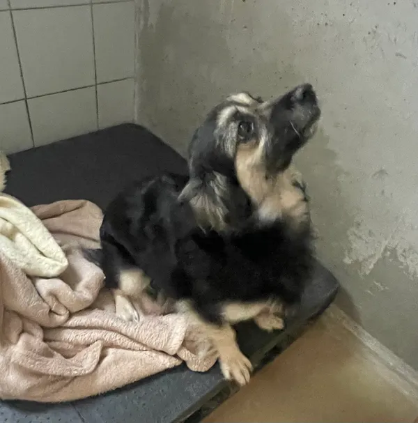 Znaleziono psa, Lublin, 11 lipca 2024