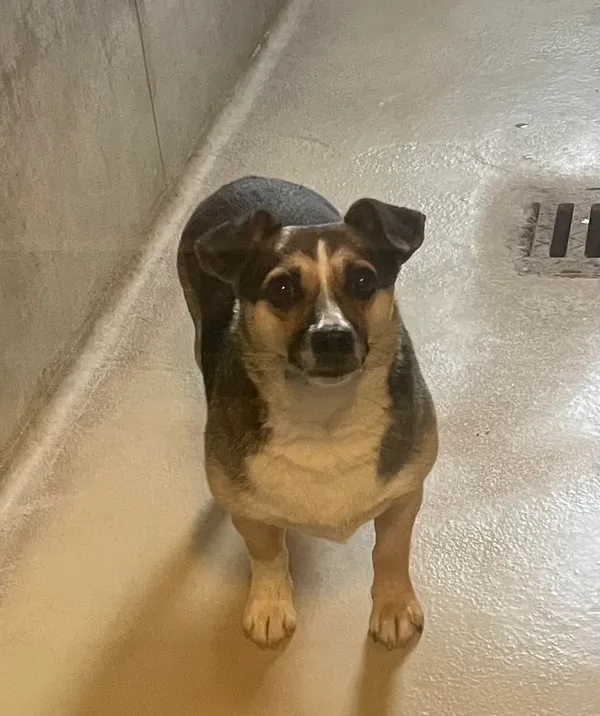 Znaleziono psa, Lublin, 12 lipca 2024