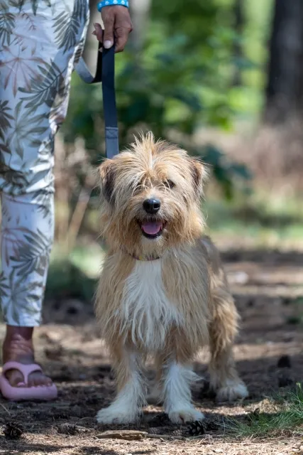 Pies do adopcji, Piła, 7 kwietnia 2024 (1/3)