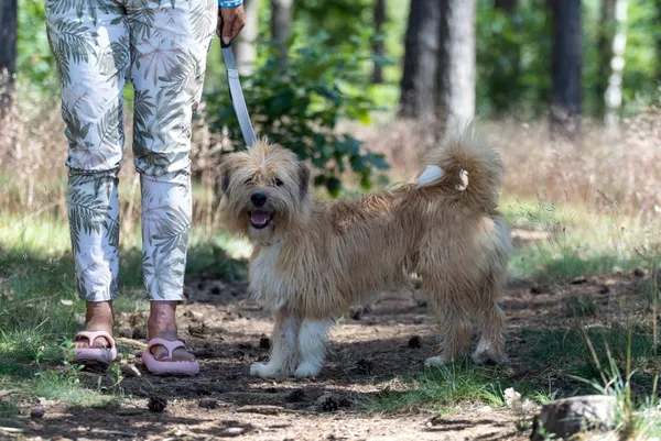 Pies do adopcji, Piła, 7 kwietnia 2024 (3/3)