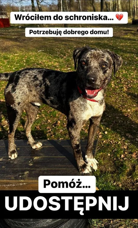 Pies do adopcji, Korabiewice, 12 lipca 2024 (1/4)