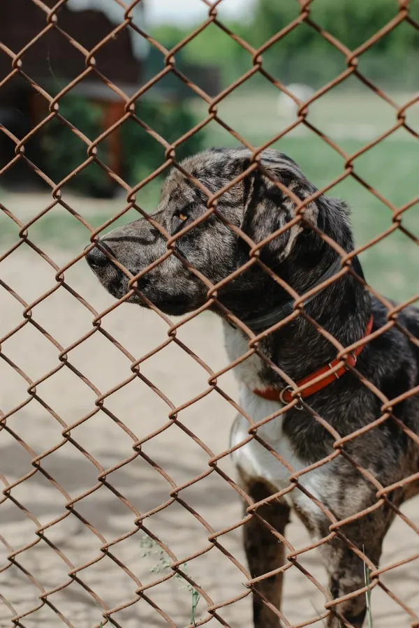 Pies do adopcji, Korabiewice, 12 lipca 2024 (2/4)