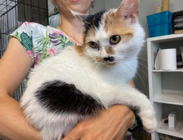 Kot do adopcji, Świdnica, 20 maja 2024