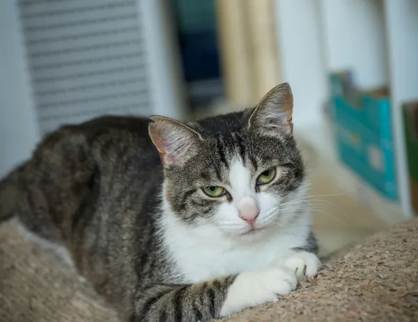 Kot do adopcji, Świdnica, 30 maja 2024 (1/5)